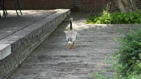 Ducks walking on the street Stock Footage 197921557