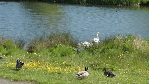 Ducks walking with swans in the background Stockbeeldmateriaal 155399004