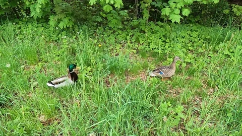 Ducks Walking through Grass Stock Footage 154761068