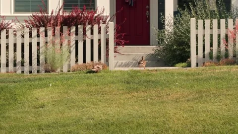Ducks Walking Uphill Across Lawn by Picket Fence Stock Footage 345056027