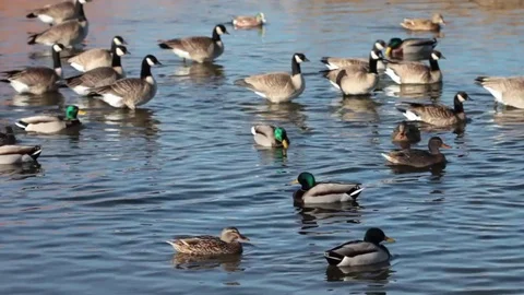 Ducks walking into water Stock Footage 71766546