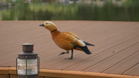 Ducks walks on deck near the water. Summer Stock Footage 129656282