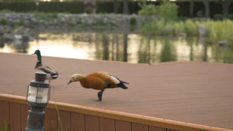 Ducks walks on deck near the water. Summer Video stock 129657579