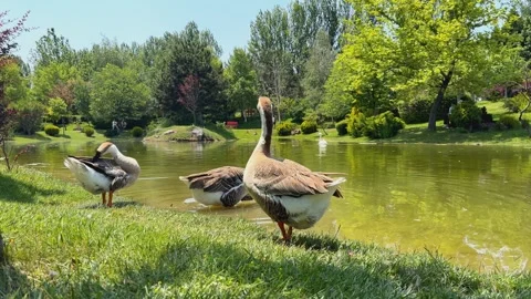Ducks wandering around the lake 库存影片 311577188