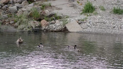 Ducks wash themselves in the river. 库存影片 164446420