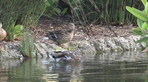 Ducks washing in a pond 스톡 동영상 290537