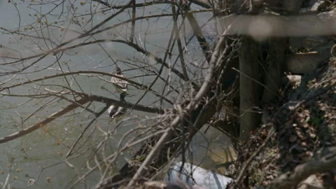 Ducks in Washington DC Potomac River Stock Footage 155755552