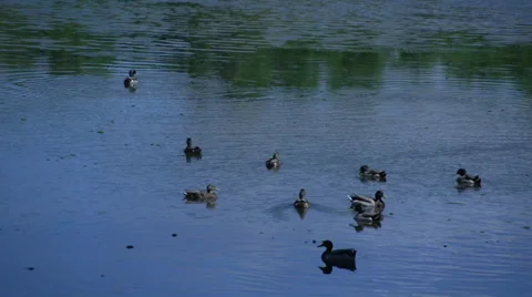Ducks in water (2 of 2) Video stock 31899058