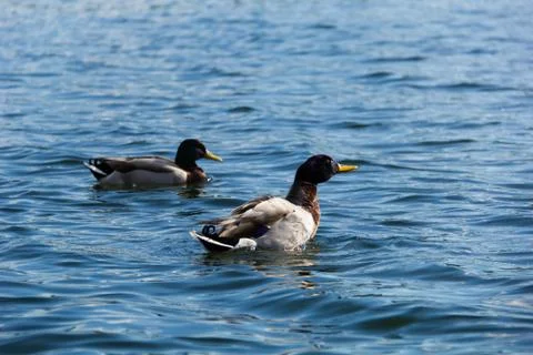 Ducks in water-2 Stock Photos