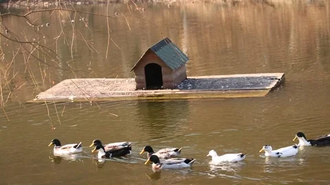 Ducks on the water 3 Stock Footage 325852756