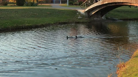 Ducks in the water and on the shore Stock Footage 296283922