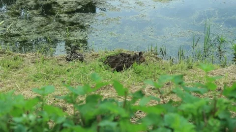 Ducks in the water and on the shore Stock Footage 296284333