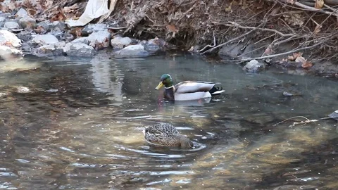 Ducks in the water and sunshine Video stock 87356302