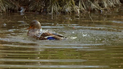 Ducks in the water are lively, foraging for food and flapping their wings Stock Footage 313285983