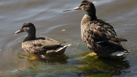 Ducks on the water brushing their feathers Stock Footage 283397418