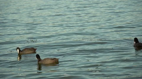 Ducks on the water close-up. Vidéo 160674223