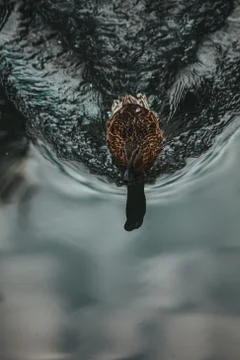 Ducks on the water eat bread Stock Photos