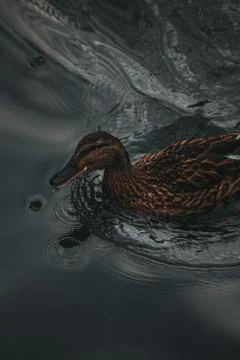 Ducks on the water eat bread Stock Photos