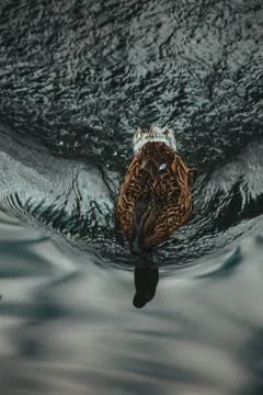 Ducks on the water eat bread Stock Photos