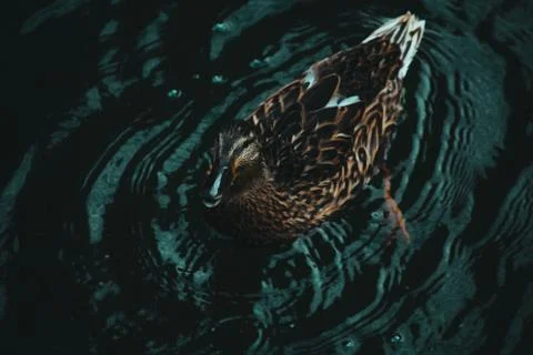 Ducks on the water eat bread Stock Photos