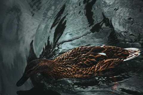 Ducks on the water eat bread Stock-Fotos