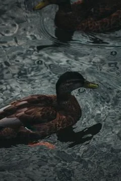 Ducks on the water eat bread Foto stock