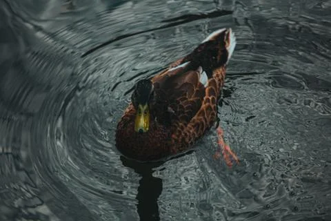 Ducks on the water eat bread Stock Photos