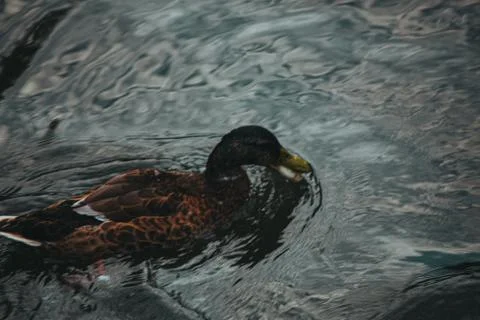 Ducks on the water eat bread Stock Photos