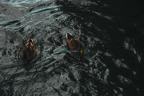 Ducks on the water eat bread Stock-Fotos