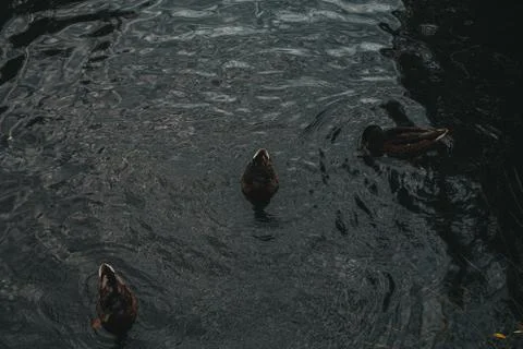 Ducks on the water eat bread Stock Photos