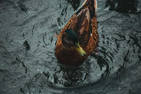 Ducks on the water eat bread Stock Photos