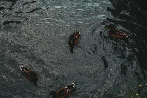 Ducks on the water eat bread 写真素材