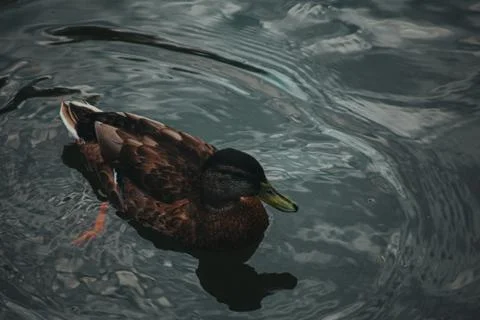 Ducks on the water eat bread Stock Photos