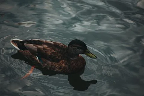 Ducks on the water eat bread 写真素材
