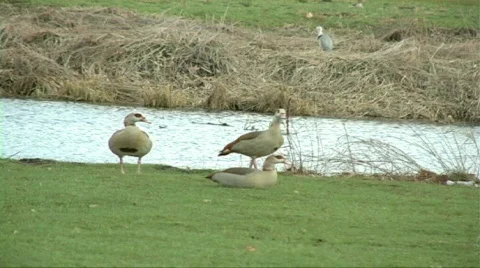 Ducks at the water 動画素材 372630