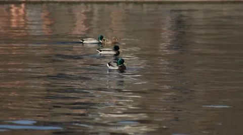 Ducks in water Stock Footage 5166096