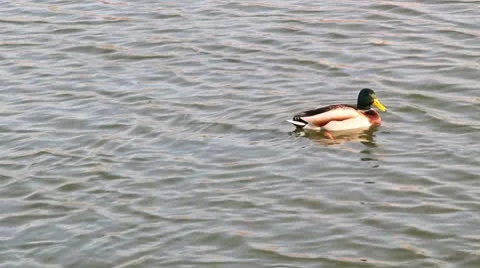 Ducks in water Stock Footage 8959324