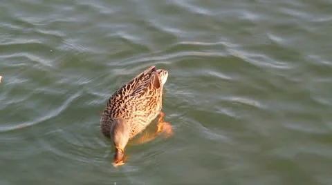 Ducks in water Stock Footage 8959380