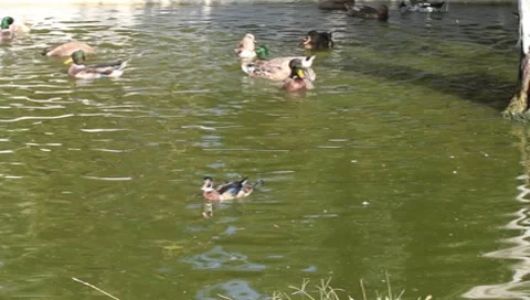 Ducks in water Vidéo 10560043