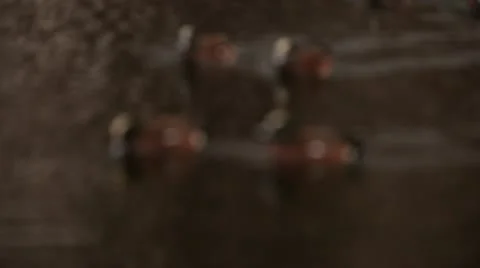 Ducks on the water Stock Footage 10726285