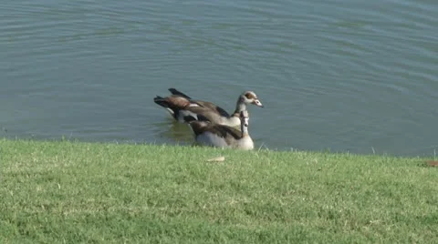 Ducks in water 動画素材 10915754