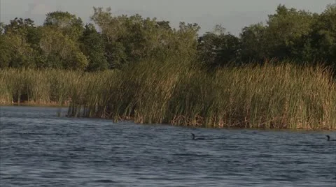 Ducks in water Stock Footage 12761416