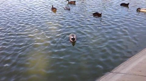 Ducks in water Stock Footage 36553327