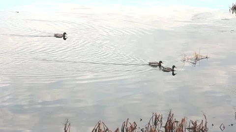 Ducks on the water Stock Footage 46302776