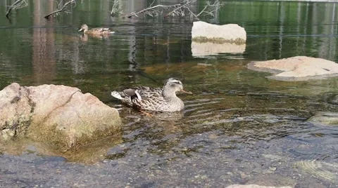 Ducks in a water Stock Footage 52741121