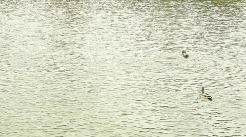 Ducks on the Water Stock Footage 67952955