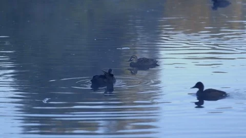 Ducks In Water Stock Footage 74694372