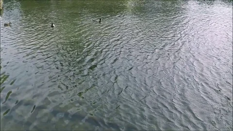 Ducks on the water Stock Footage 77863885