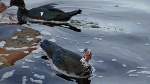 Ducks in water Stock Footage 78976904