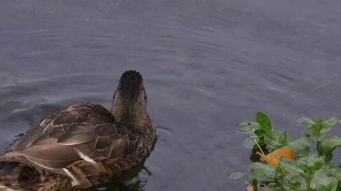Ducks on the water Stock Footage 86681672